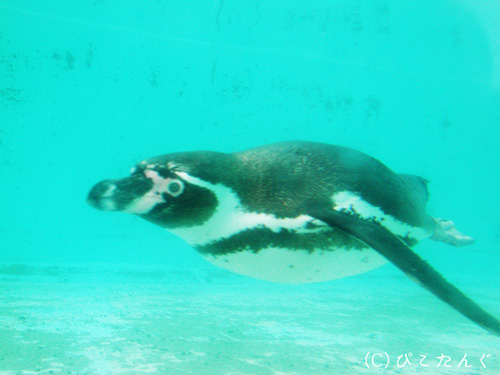 フンボルトペンギン　2011年5月下旬
