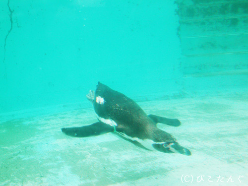 フンボルトペンギン　2011年5月下旬