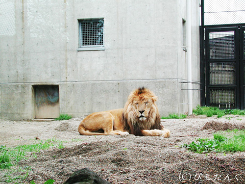 ライオン　2011年5月下旬