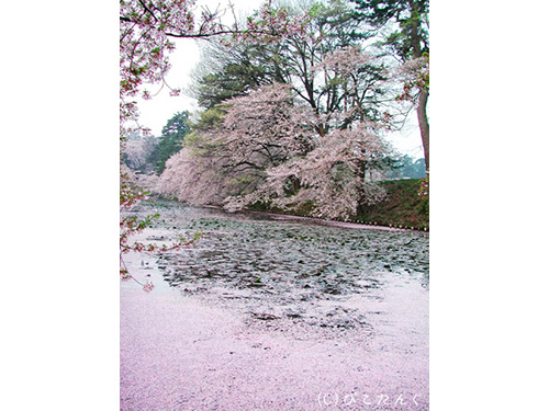 弘前城の桜　花筏　2010年5月上旬