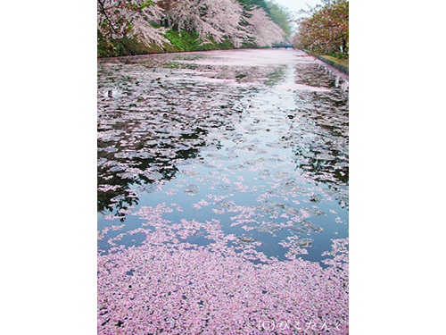 弘前城の桜　花筏　2010年5月上旬