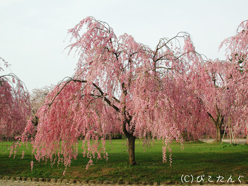 弘前城の桜　2010年5月上旬