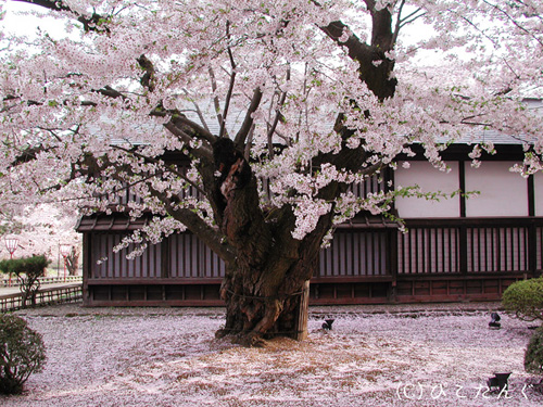 弘前城の桜　日本一古いソメイヨシノ　2010年5月上旬