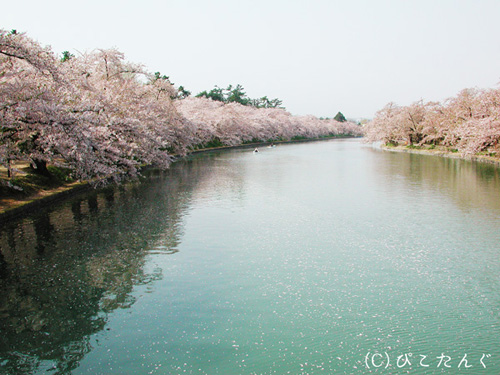 弘前城の桜　2010年5月上旬