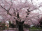 弘前城の桜　日本一太いソメイヨシノ
