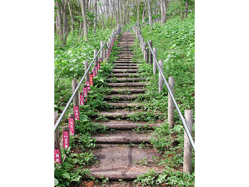 日本一のズリ山階段　77段目　2010年5月　まずは軽く77段目。
