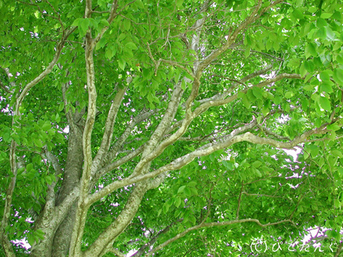 一本木立の新葉　2011年6月上旬
